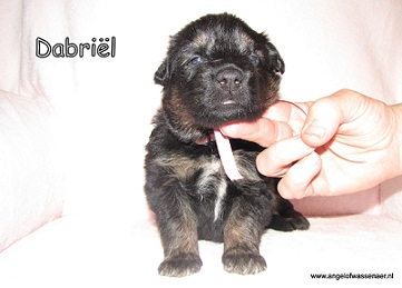 Dabriël, zwart-bruin teefje, 3 weken jong